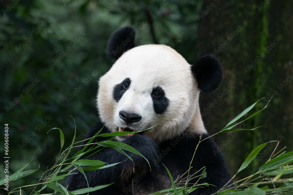 Giant Panda, Bei Bei returned from USA, eating bamboo leaves Giant Panda, Bei Bei returned from USA, eating bamboo leaves