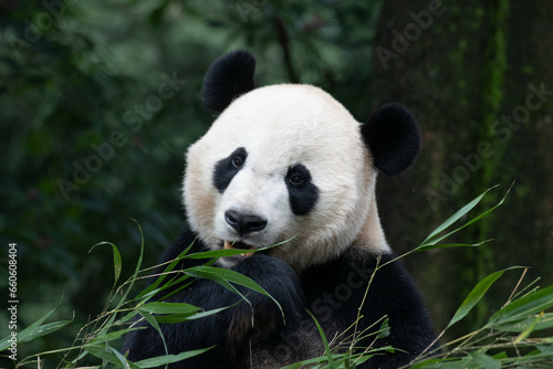 Fototapeta Naklejka Na Ścianę i Meble -  Giant Panda, Bei Bei returned from USA, eating bamboo leaves