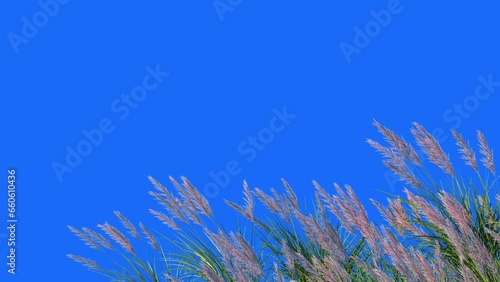 Foreground Grass Animation on blue background	
