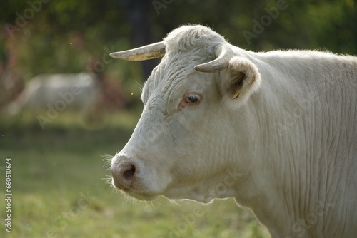 Charolais cow stands on the pasture in the evening light © Yven Dienst