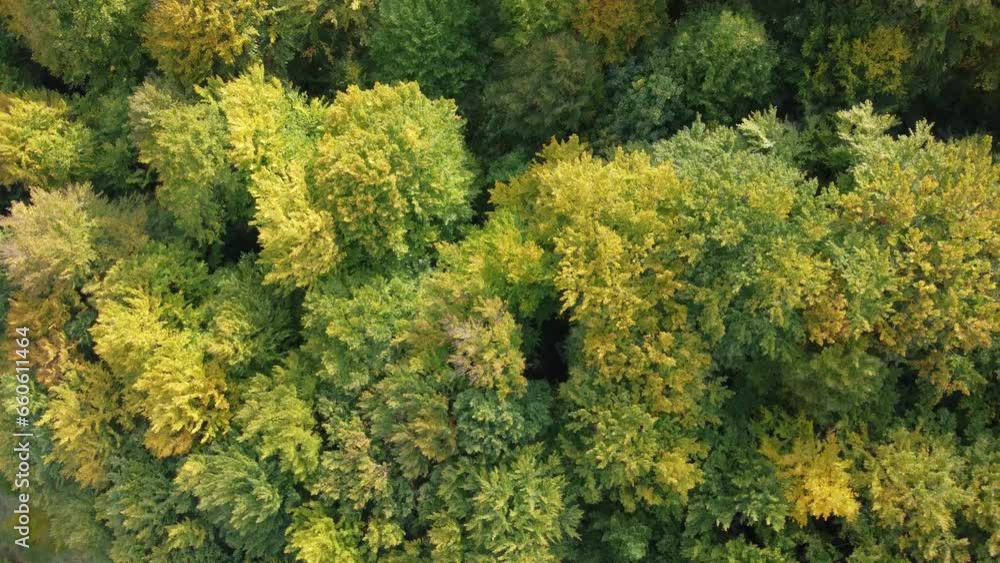 Autumn in forest aerial top view. Forest with deciduous trees with yellow leaves. Fall colors countryside woodland. Drone zoom in Autumn in forest aerial top view. Forest with deciduous trees with yellow leaves. Fall colors countryside woodland. Drone zoom in