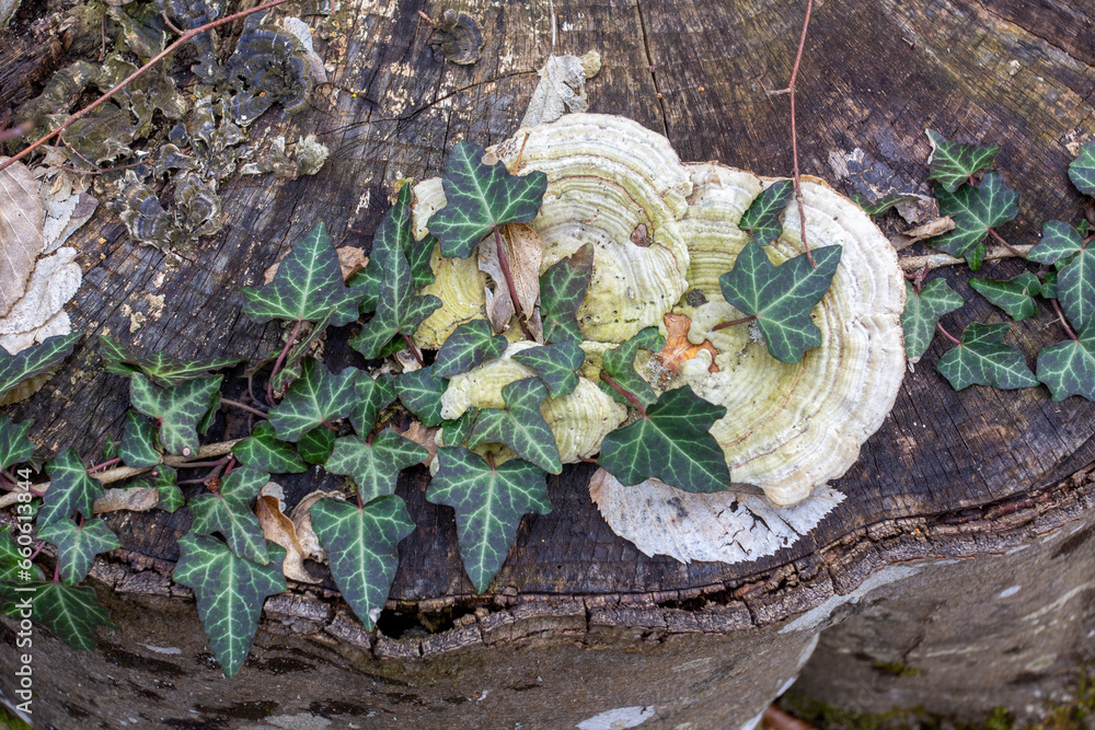 saprophytic fungi are fruit bodies that destroy and infect wood and tree trunks with their formations. saprophytic fungi are fruit bodies that destroy and infect wood and tree trunks with their formations.