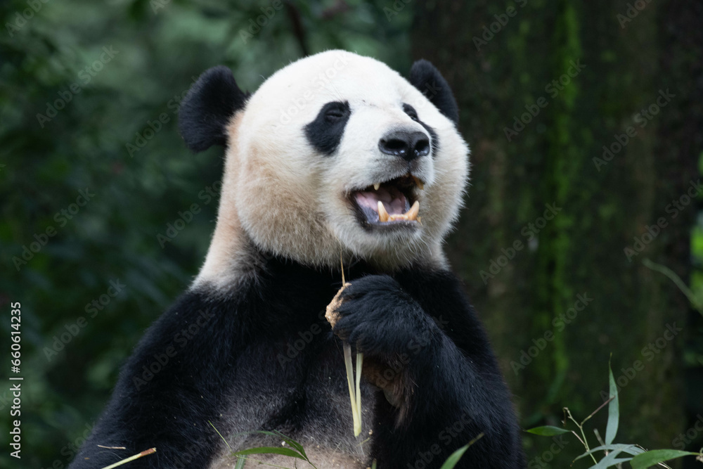 Closed up Giant Panda return from USA Closed up Giant Panda return from USA