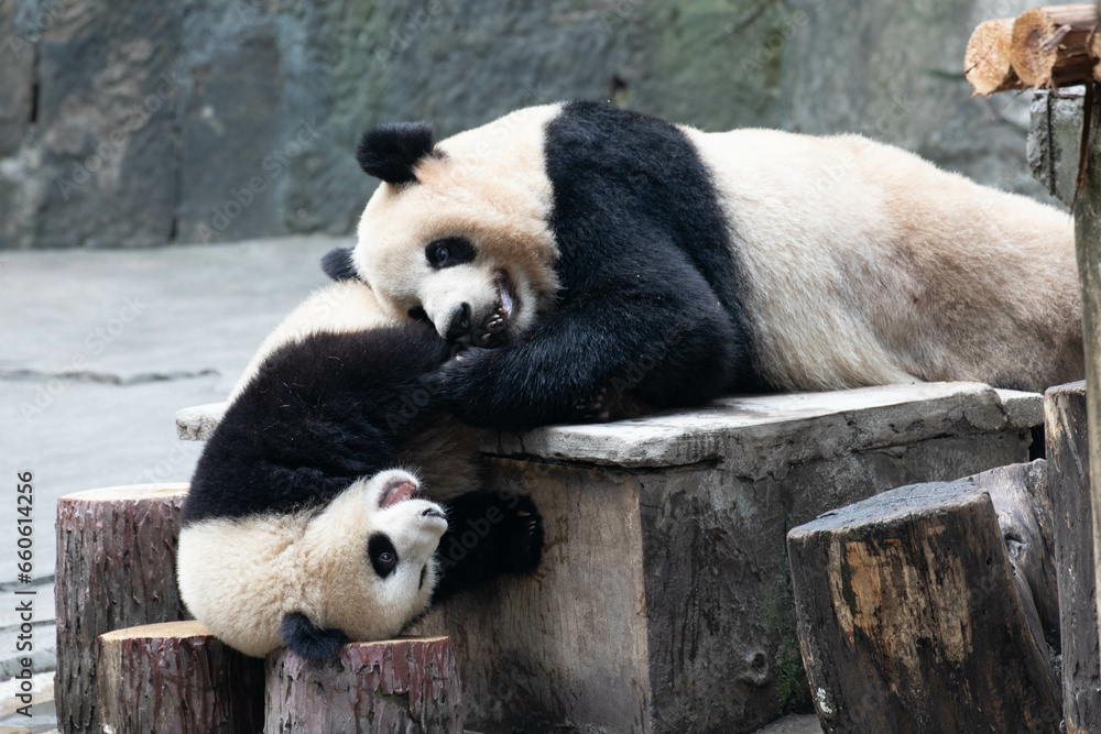 Close up Happy Giant Panda in Chongqing, China Close up Happy Giant Panda in Chongqing, China
