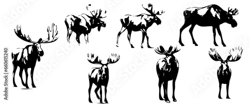 Vintage engraving of isolated moose set illustration ink sketch. Wild elk deer background vector art  isolated on white background.