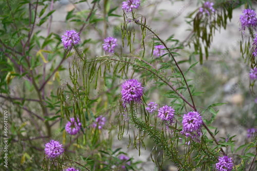 California sea pink (Armeria maritima ssp. californica) flower in Tahoe National Forest. California sea pink (Armeria maritima ssp. californica) flower in Tahoe National Forest.
