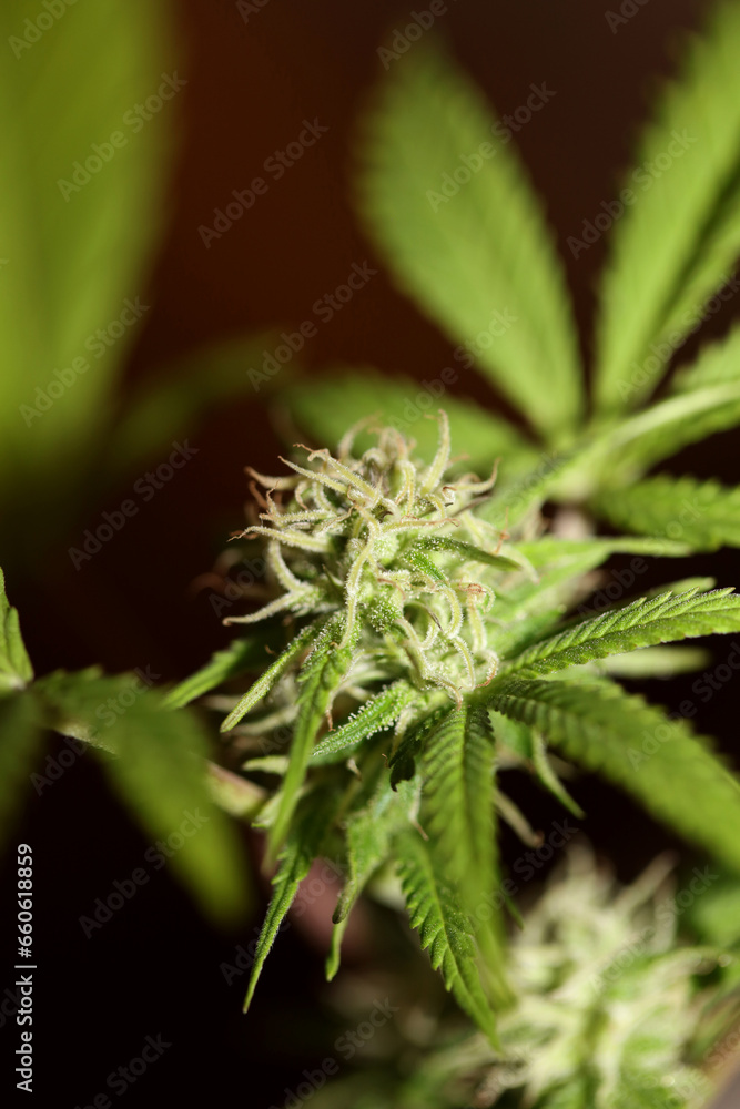 Cannabis flowering blue sunset outdoor garden close up medical grass macro background high quality botanical instant stock photography fifty megapixels printings Cannabis flowering blue sunset outdoor garden close up medical grass macro background high quality botanical instant stock photography fifty megapixels printings