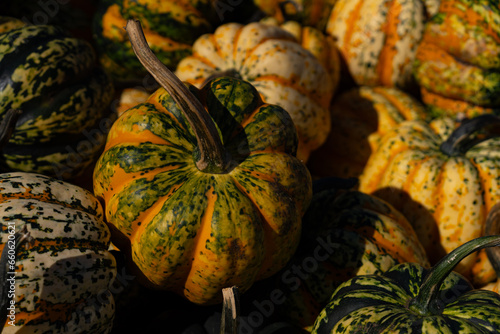 A pile of colorful pumpkins on a market. Pumpkins collection harvest. Colorful autumn background. Pumpkin farm.