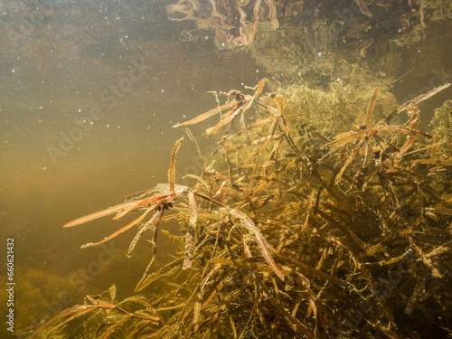 Blunt-leaved pondweed