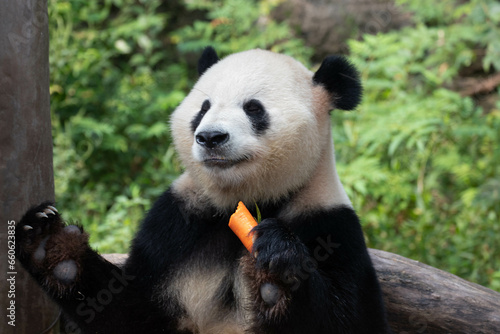Fototapeta Naklejka Na Ścianę i Meble -  Giant Panda eating Carrot