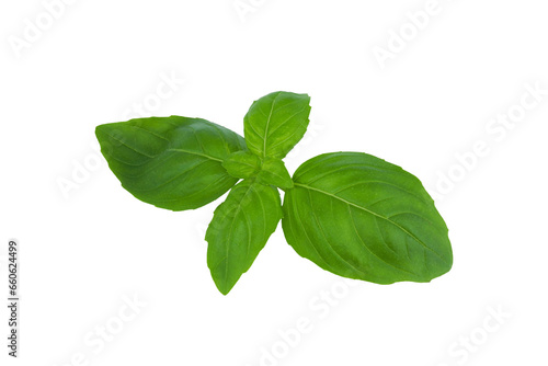 Fresh spice basil leaves natural close-up isolated on white with PNG background