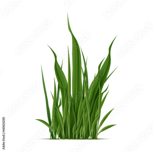 Realistic green grass blades grow in dense cluster, forming lawns or meadows. Isolated vector lush vegetation leaves
