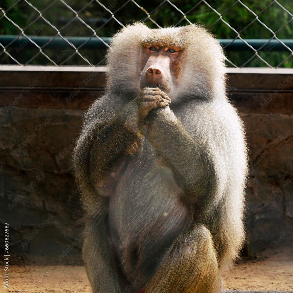 Fototapeta premium Sacred Baboon