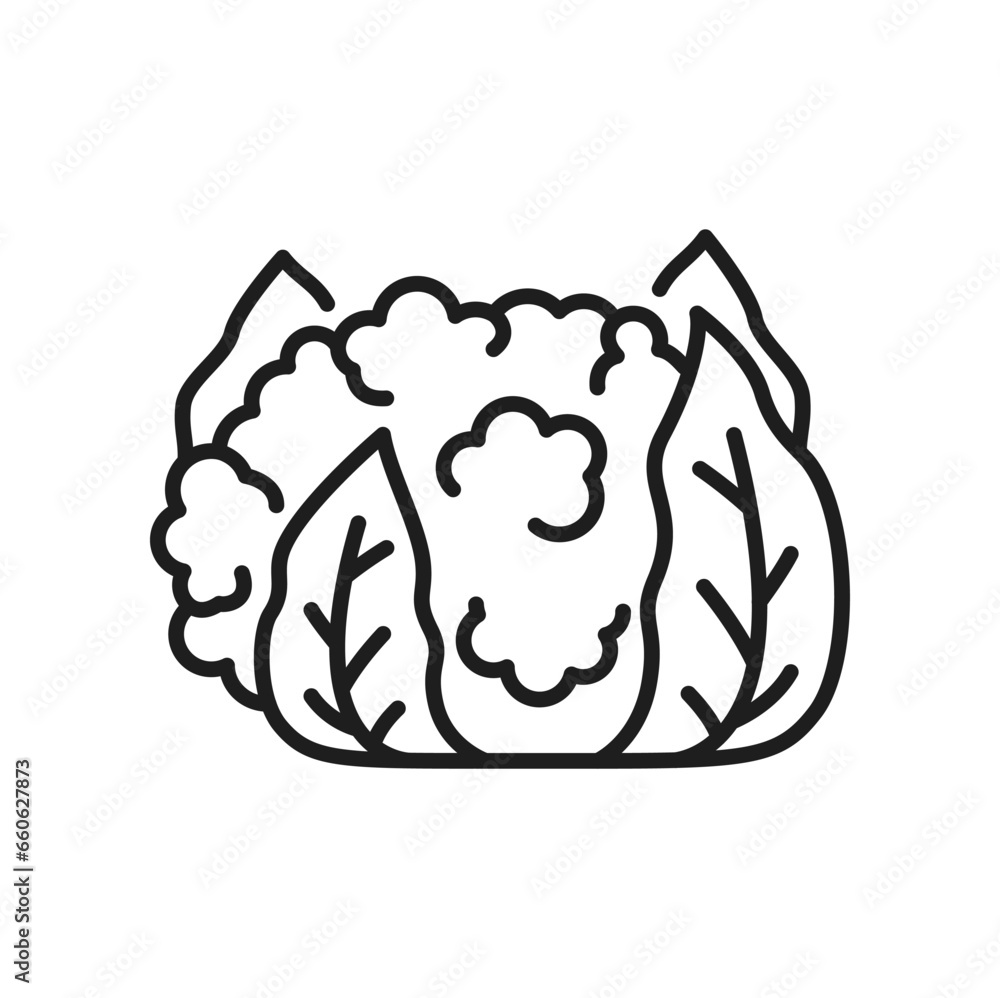 Cauliflower cabbage veggie food thin line icon. Vector Brassica oleracea head with leaves. White cauliflower, vegetarian food, healthy vegetable Cauliflower cabbage veggie food thin line icon. Vector Brassica oleracea head with leaves. White cauliflower, vegetarian food, healthy vegetable