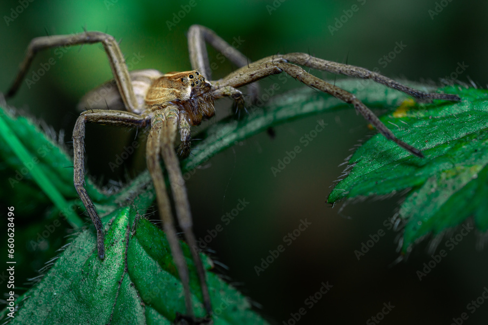 Spinne auf einem grünem Hintergrund in der Natur. Spinne auf einem grünem Hintergrund in der Natur.