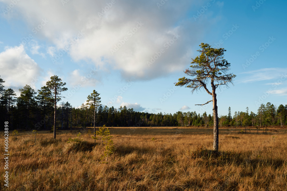 By the Stormyra Wetlands of the Totenåsen Hills, Norway, in fall. By the Stormyra Wetlands of the Totenåsen Hills, Norway, in fall.