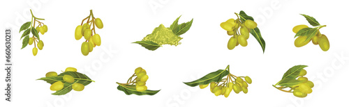 Neem Plant with Leafy Branches and Fruits Vector Set