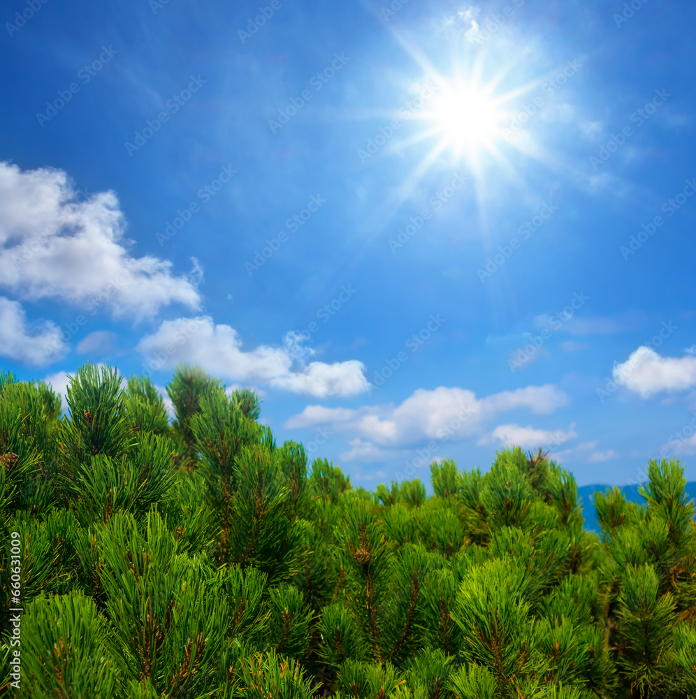 Obraz premium closeup pine tree branch under a sparkle sun