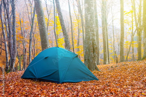 green touristic tent stay on beech forest glade among red dry leaves, seasonal travel scene