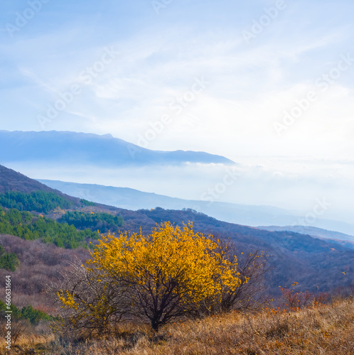 autumn mountain valley with red forest at the morning