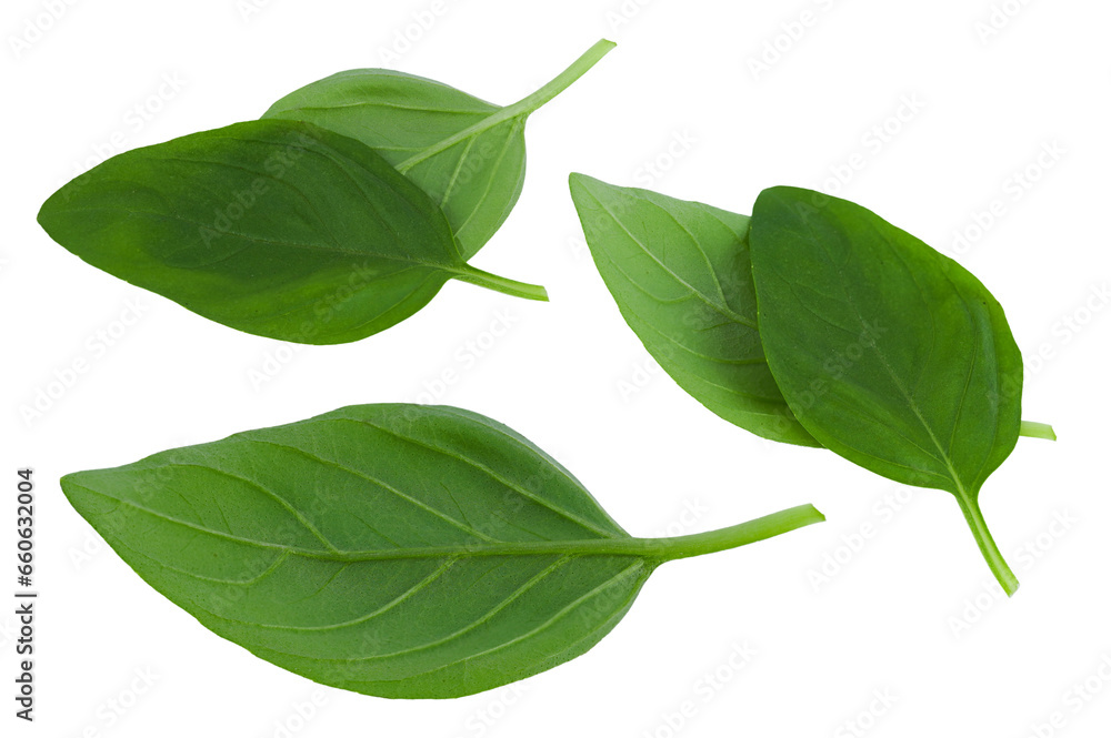 Fresh spice basil leaves natural close-up isolated on white with PNG background Fresh spice basil leaves natural close-up isolated on white with PNG background