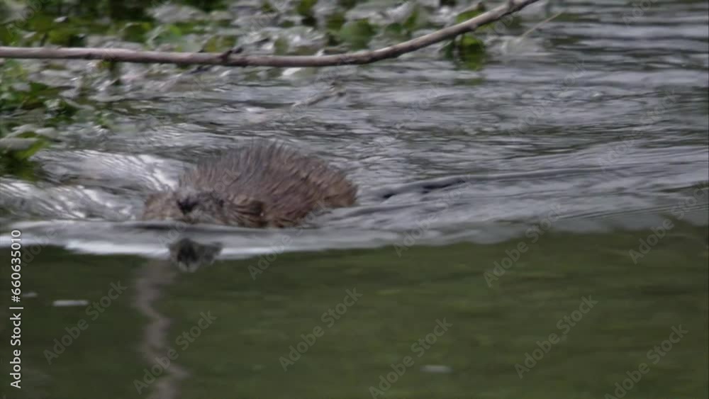 Muskrat in the water Muskrat in the water
