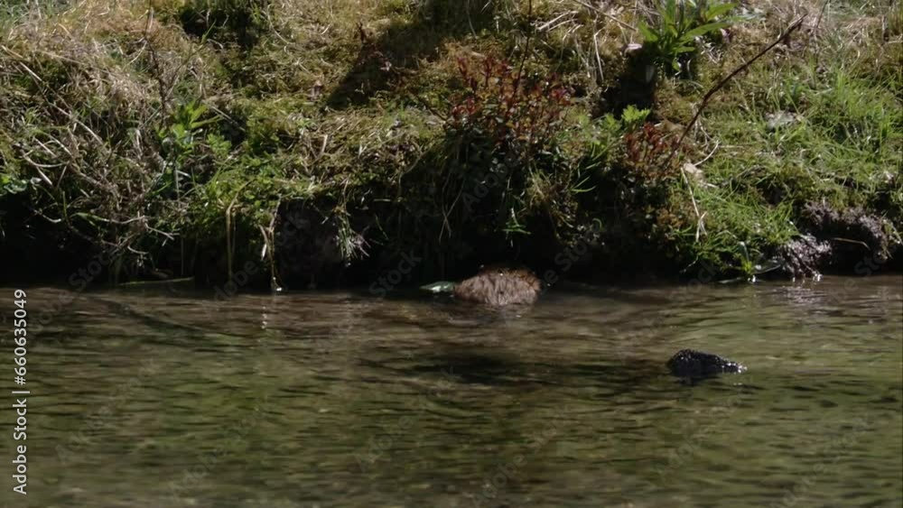 Muskrat in the water Muskrat in the water