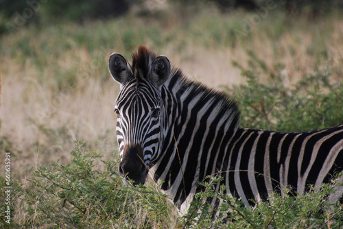 zebra in the wild