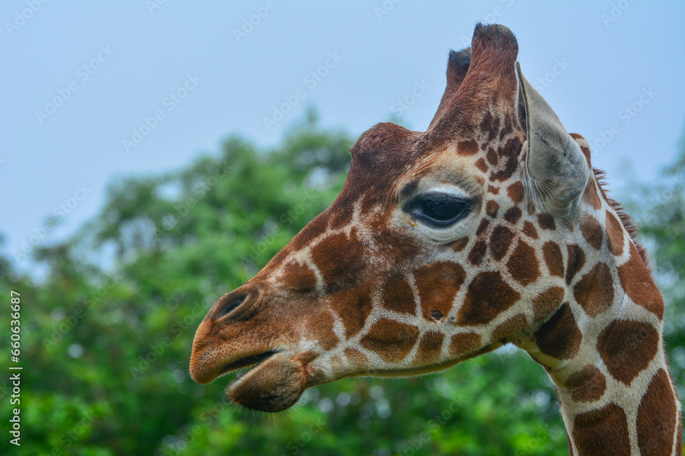 giraffe in the zoo