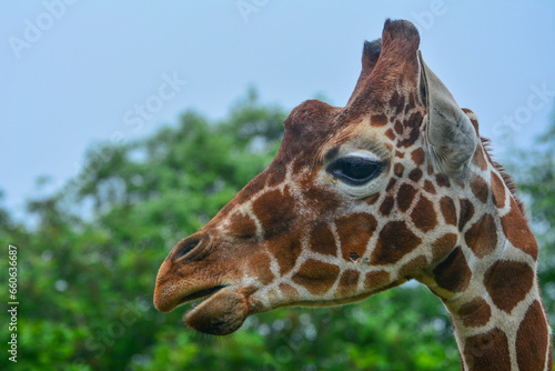 Photography giraffe in the zoo