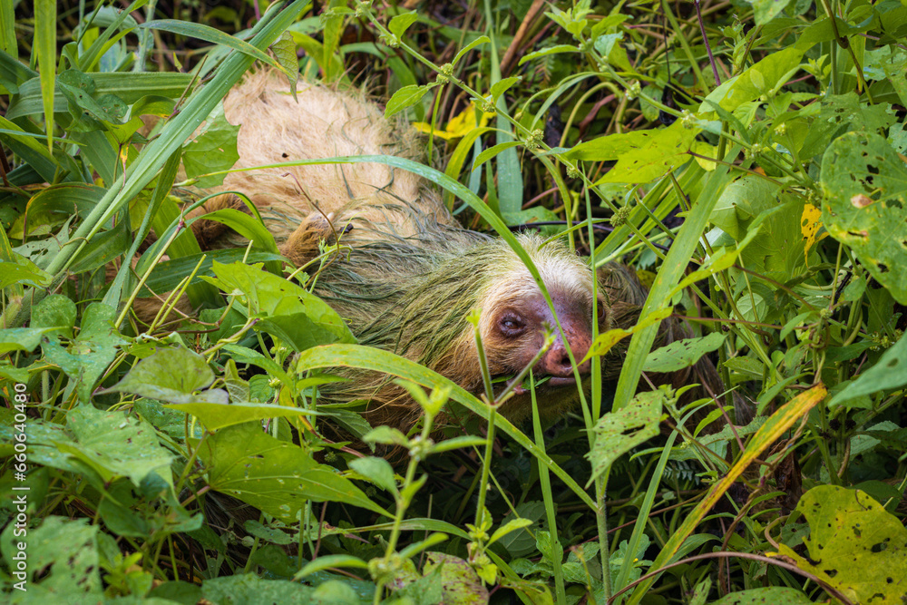 Sloths in La fortuna in Arenal Volcano National Park (Costa Rica) Sloths in La fortuna in Arenal Volcano National Park (Costa Rica)