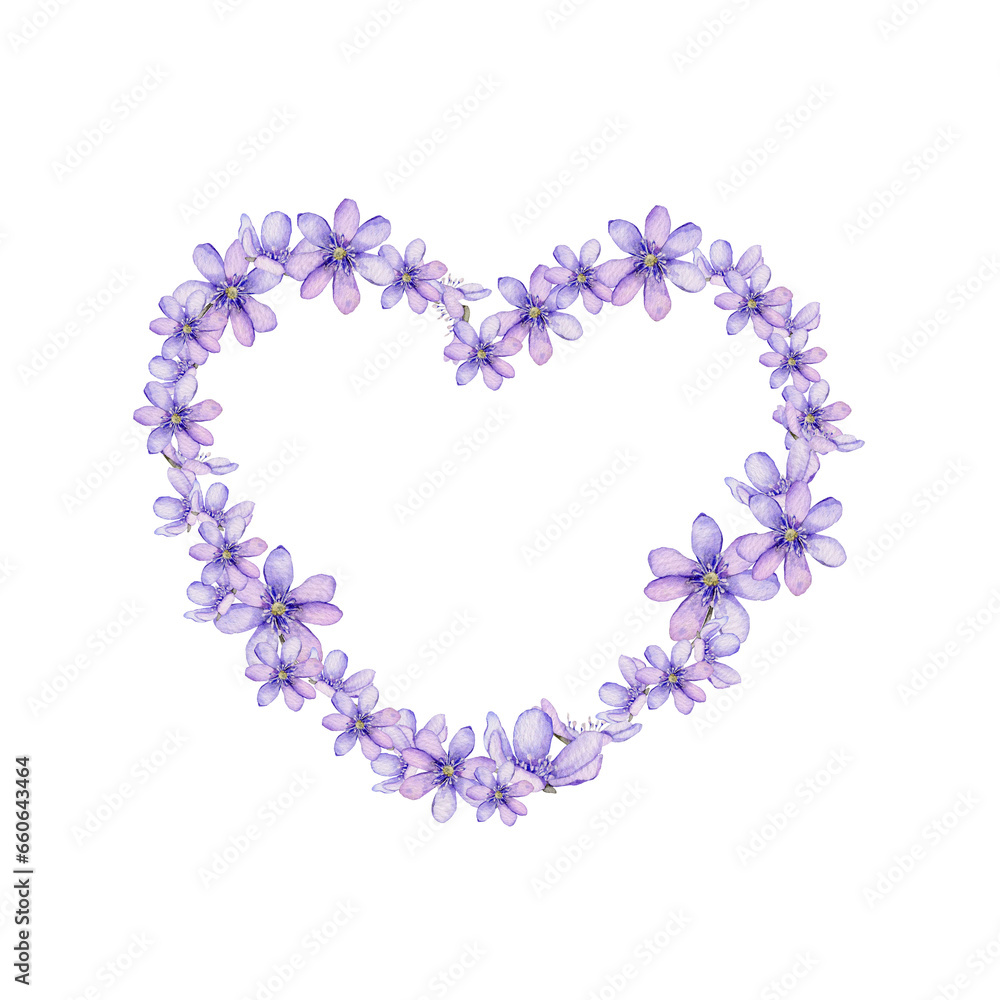 Watercolor heart with flowers isolated on white background. Scilla. Coppice, hepatica - first spring flowers. Illustration of delicate lilac flowers. Primroses, the anemones. forest flowers liverwort