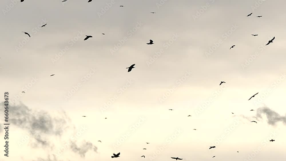 Flock of birds in flight against evening beige sky in slow motion. Natural background with Rooks, Corvus frugilegus during migration. Topics: ornithology, weather, season, atmosphere, nature Flock of birds in flight against evening beige sky in slow motion. Natural background with Rooks, Corvus frugilegus during migration. Topics: ornithology, weather, season, atmosphere, nature