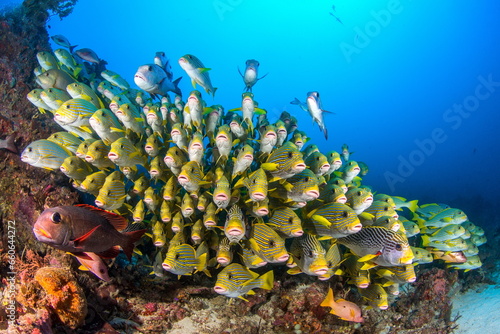 Photos School of Ribbon Sweetlips Raja Ampat