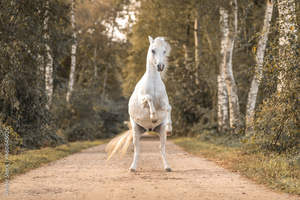 Very cute small white pony welsh mountain horse rearing