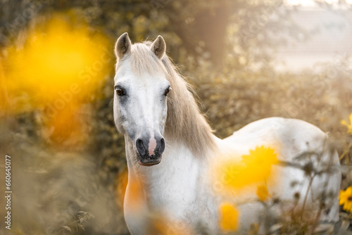 Very cute small white pony welsh mountain horse with yellow blossom flowers