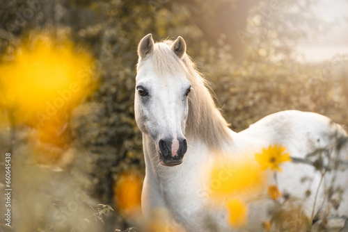 Fotografie Very cute small white pony welsh mountain horse with yellow blossom flowers