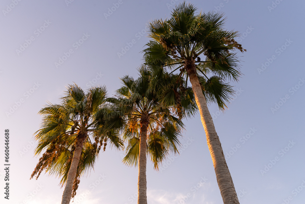 Three palm trees from below with the blue sky in the background. Crete, Greece