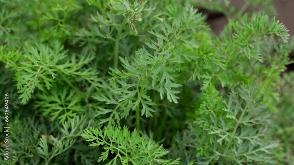 carrot leafs carrot leafs