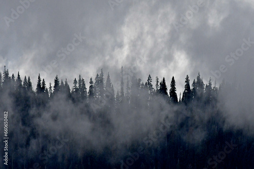 Conifer forest Shrouded in mist.  High Sierra Nevada Mountains, California  photo