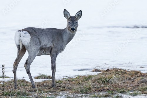 Roe deer