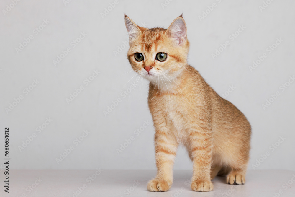 Funny Scottish Fold cat with beautiful big eyes. Lovely fluffy kitten climbs out of hole in gray background. Free space for text. Funny Scottish Fold cat with beautiful big eyes. Lovely fluffy kitten climbs out of hole in gray background. Free space for text.