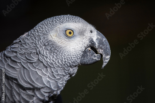 A very close profile portrait of an african grey parrot with a dark background. It shows detail in its feathers and eye.