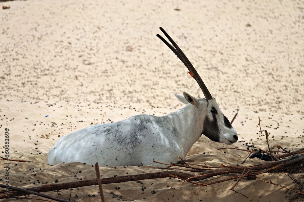 White Oryx antelope rests in the shade of a tree. Dubai emirates White Oryx antelope rests in the shade of a tree. Dubai emirates