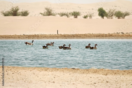 Birds ducks at the Crescent Moon lake in the Dubai desert