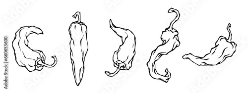 Set of sketches, doodles of hot chili peppers. Vector graphics.