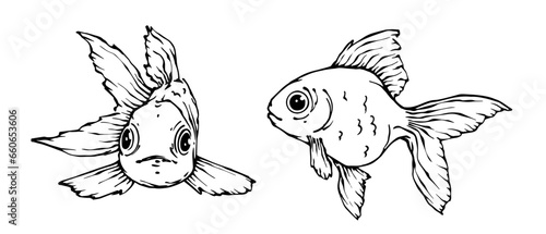 Line sketch, goldfish doodle. Vector graphics.
