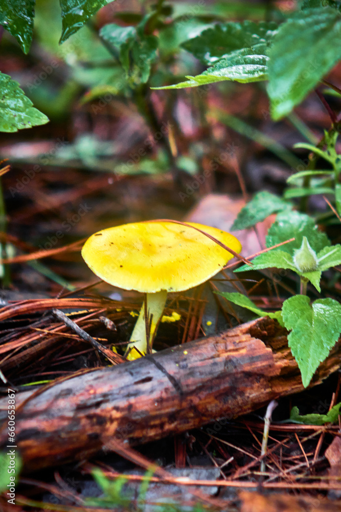 yellow mushroom in forest of mexiquillo durango yellow mushroom in forest of mexiquillo durango