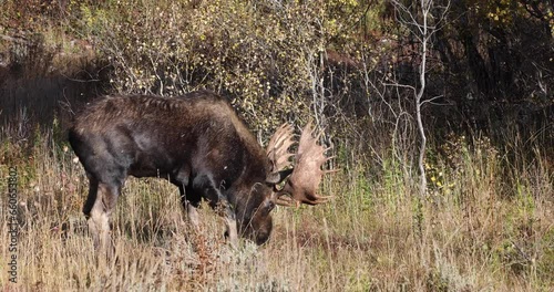 Bull Moose During the Rut in Wyoming in Autumn