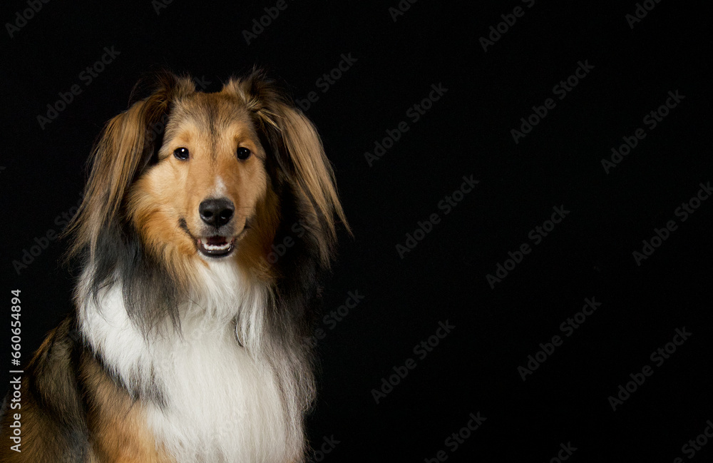 Shetland sheepdog portrait